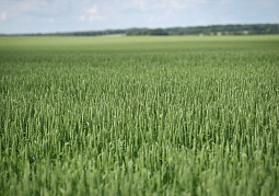 Злата
