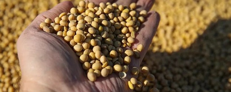Рациональный выбор: яровая соя как элемент аграрной устойчивости